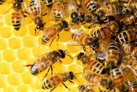 Certificate in Bee Keeping